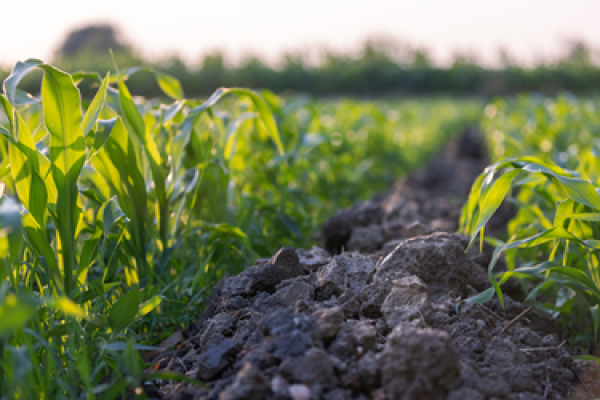 Sustainability is No Longer a Trend. It's a Business Imperative
